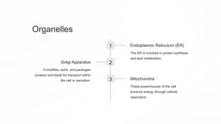 Organelles
1 Endoplasmic Reticulum (ER)
The ER is involved in protein synthesis
and lipid metabolism.
2
Golgi Apparatus
It modifies, sorts, and packages
proteins and lipids for transport within
the cell or secretion. 3 Mitochondria
These powerhouses of the cell
produce energy through cellular
respiration.
 