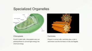 Specialized Organelles
Chloroplasts
Found in plant cells, chloroplasts carry out
photosynthesis to convert light energy into
chemical energy.
Centrioles
Present in animal cells, centrioles play a role in
cell division and the formation of cilia and flagella.
 