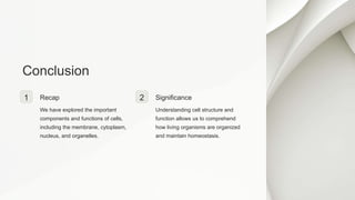 Conclusion
1 Recap
We have explored the important
components and functions of cells,
including the membrane, cytoplasm,
nucleus, and organelles.
2 Significance
Understanding cell structure and
function allows us to comprehend
how living organisms are organized
and maintain homeostasis.
 