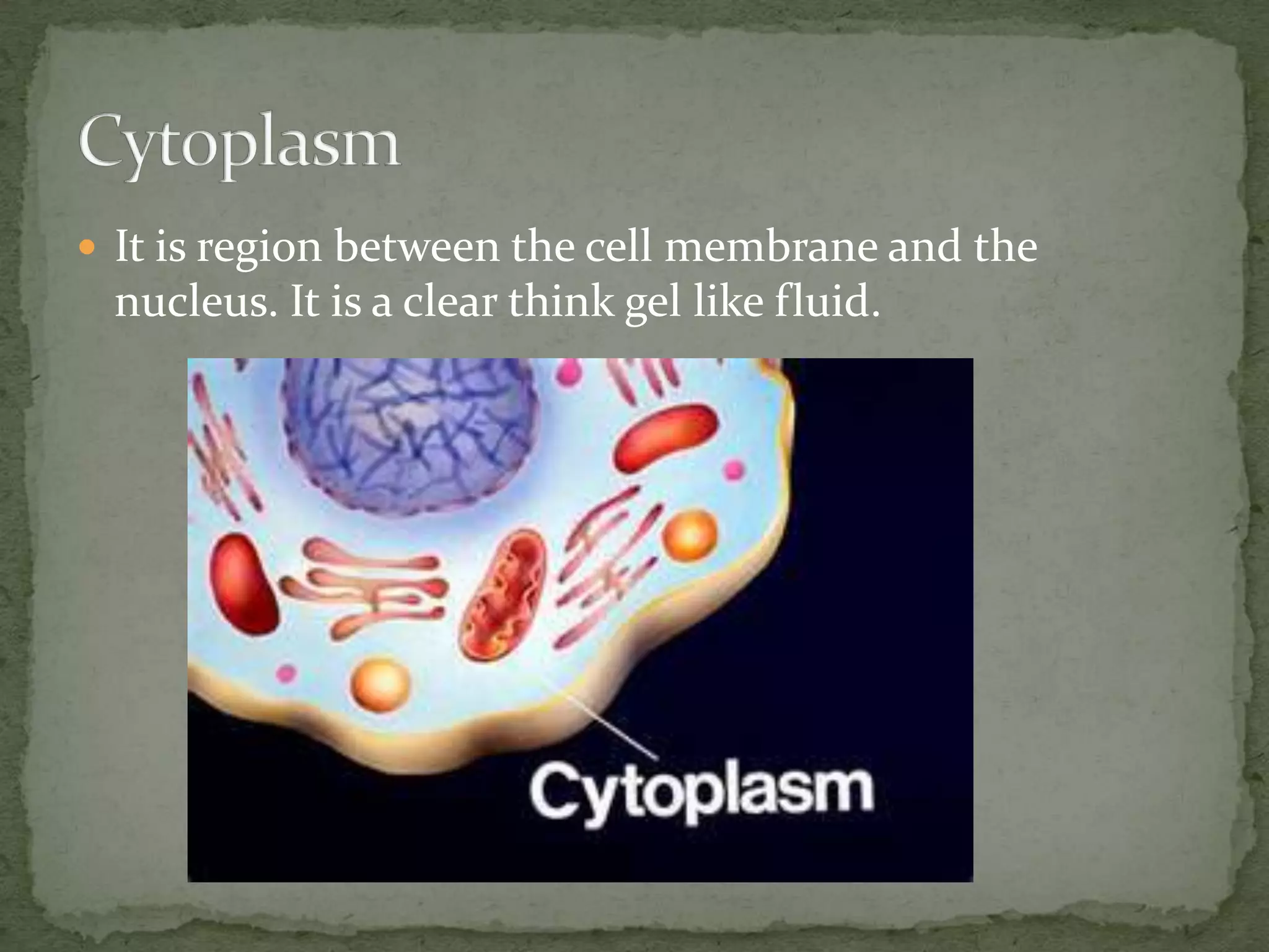  It is region between the cell membrane and the

nucleus. It is a clear think gel like fluid.

 