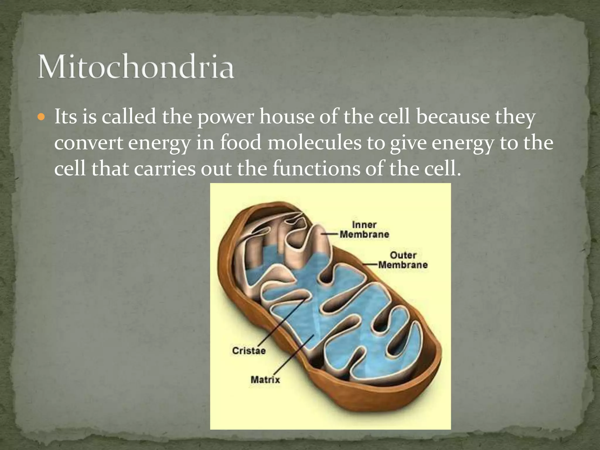  Its is called the power house of the cell because they

convert energy in food molecules to give energy to the
cell that carries out the functions of the cell.

 
