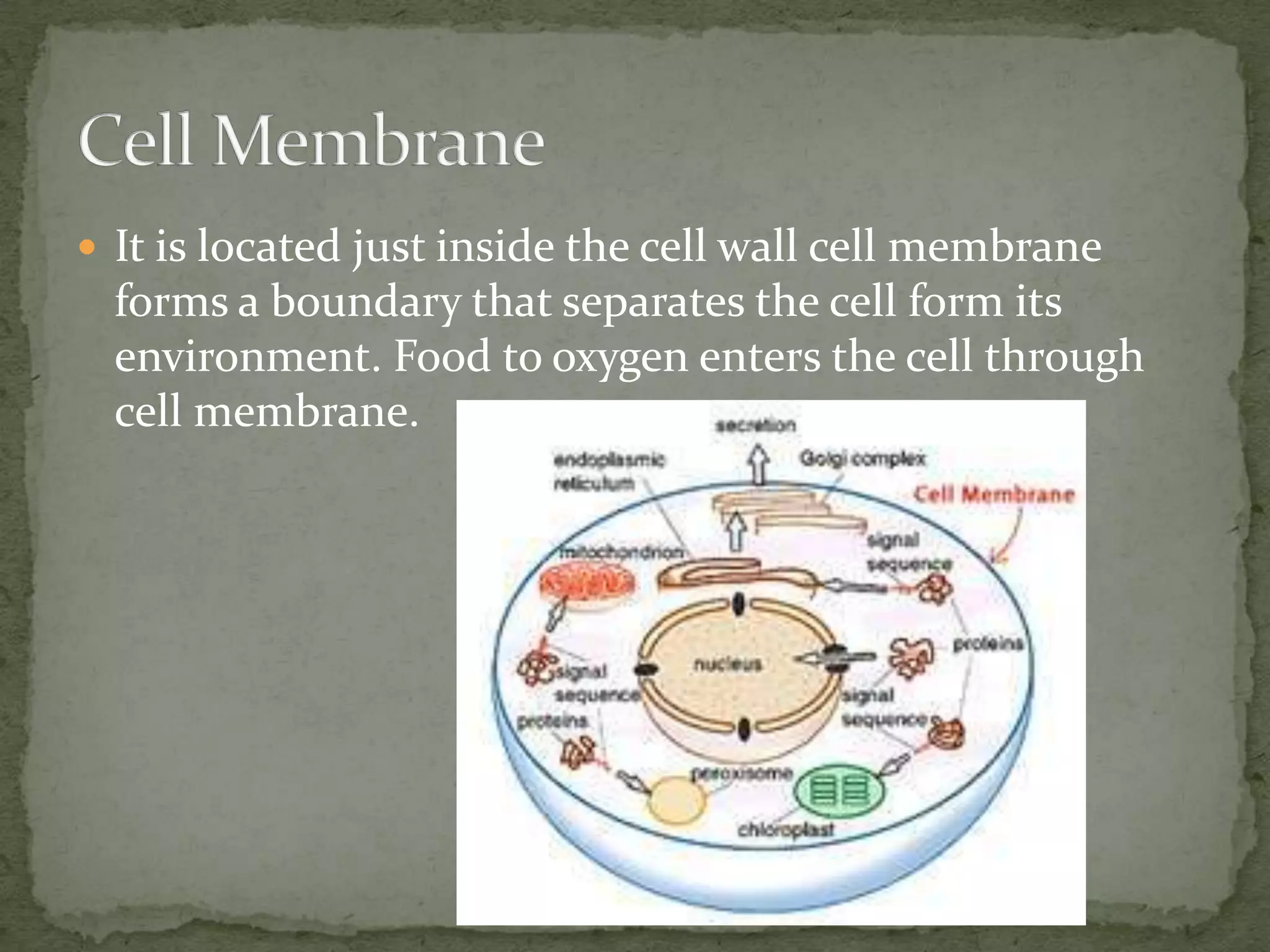  It is located just inside the cell wall cell membrane

forms a boundary that separates the cell form its
environment. Food to oxygen enters the cell through
cell membrane.

 