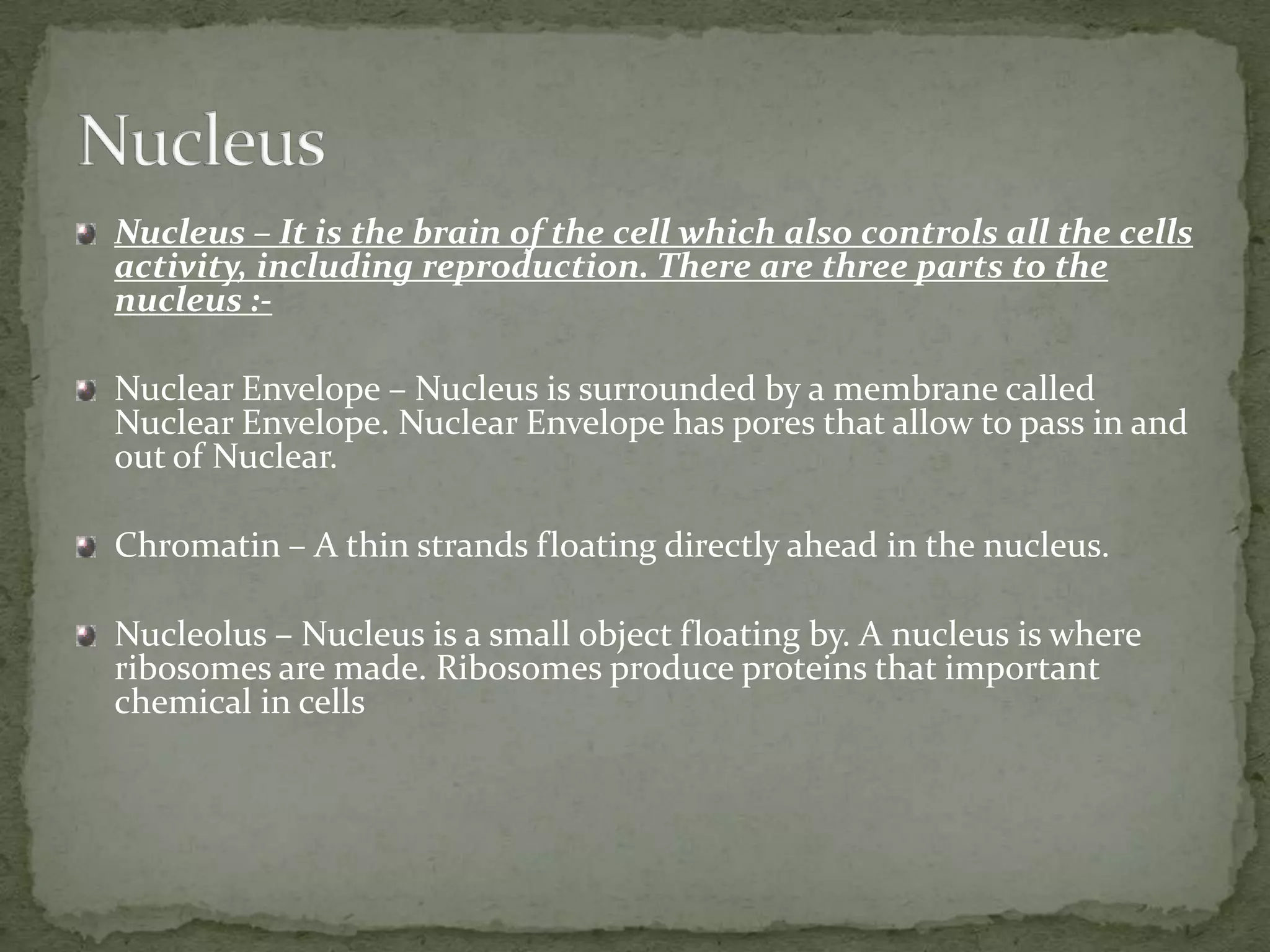 Nucleus – It is the brain of the cell which also controls all the cells
activity, including reproduction. There are three parts to the
nucleus :Nuclear Envelope – Nucleus is surrounded by a membrane called
Nuclear Envelope. Nuclear Envelope has pores that allow to pass in and
out of Nuclear.

Chromatin – A thin strands floating directly ahead in the nucleus.
Nucleolus – Nucleus is a small object floating by. A nucleus is where
ribosomes are made. Ribosomes produce proteins that important
chemical in cells

 