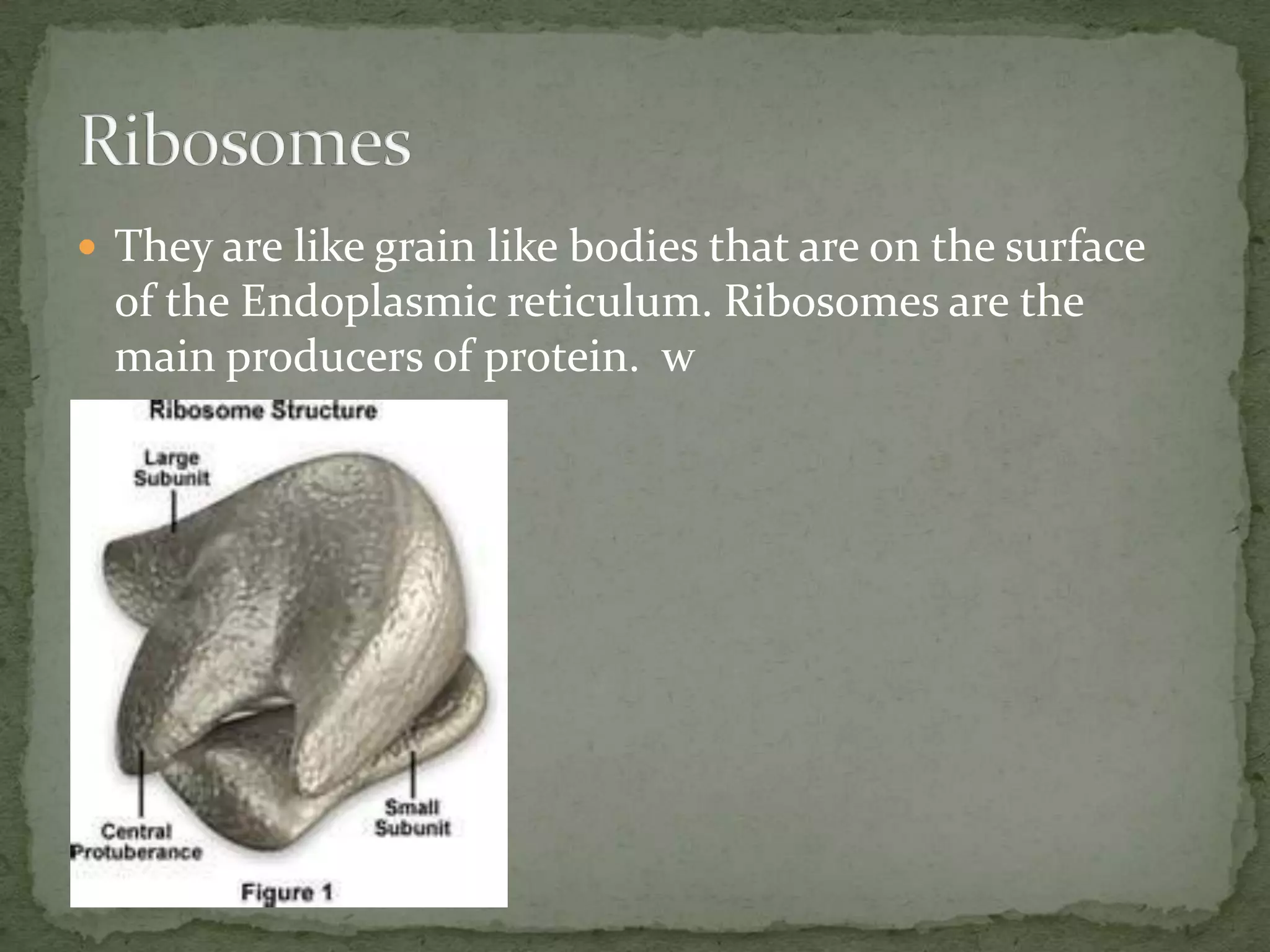  They are like grain like bodies that are on the surface

of the Endoplasmic reticulum. Ribosomes are the
main producers of protein. w

 
