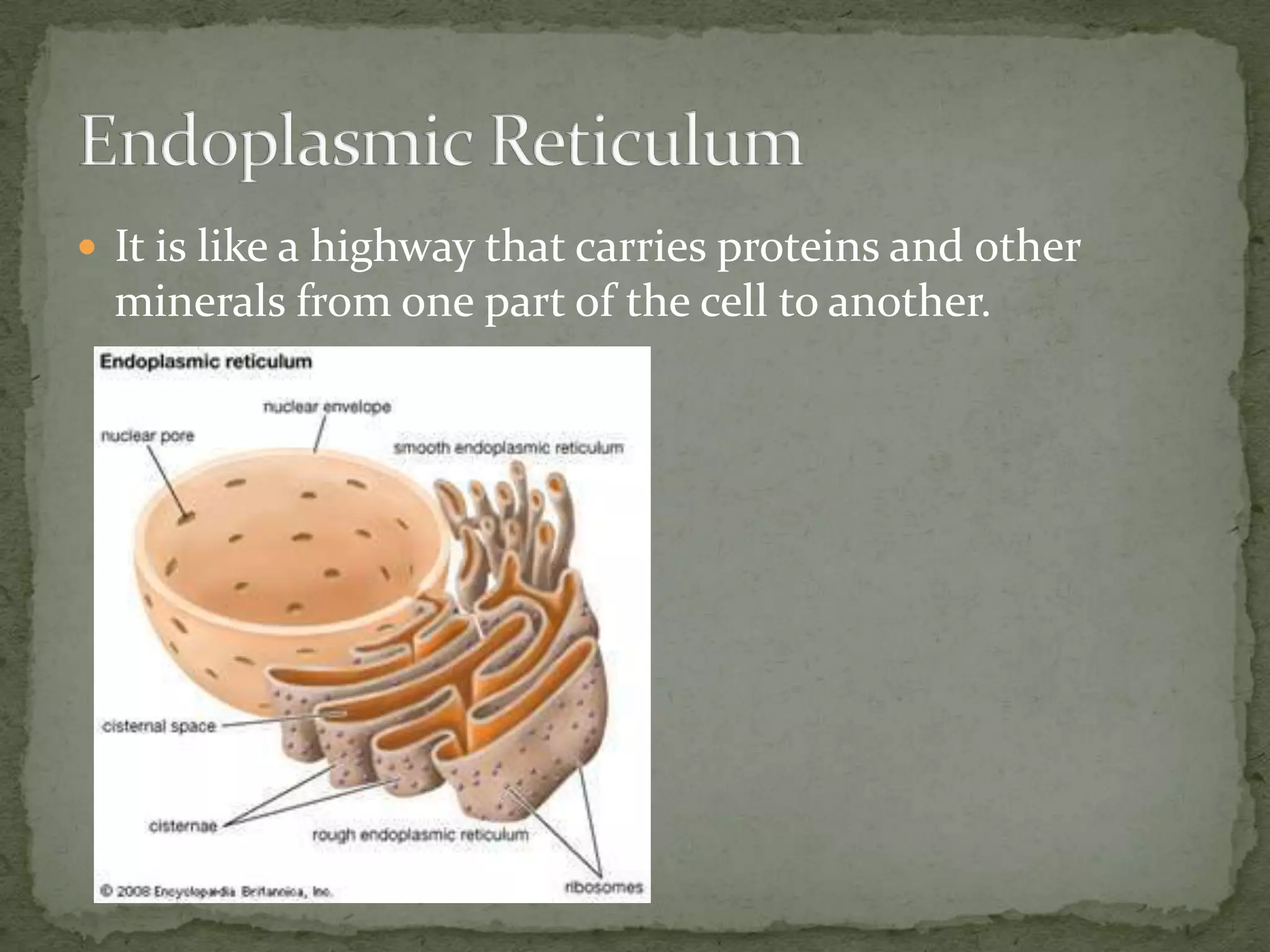  It is like a highway that carries proteins and other

minerals from one part of the cell to another.

 