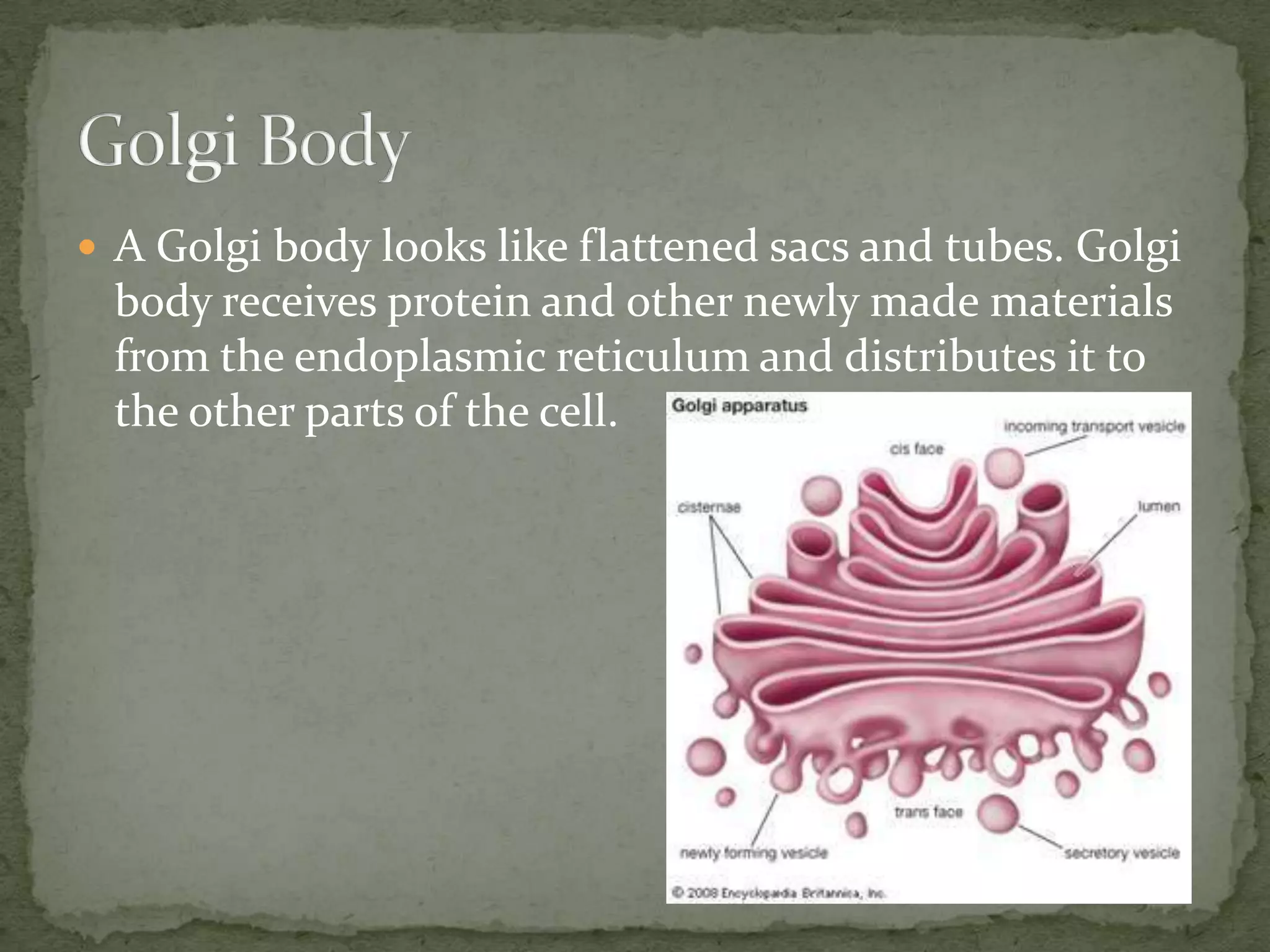  A Golgi body looks like flattened sacs and tubes. Golgi

body receives protein and other newly made materials
from the endoplasmic reticulum and distributes it to
the other parts of the cell.

 