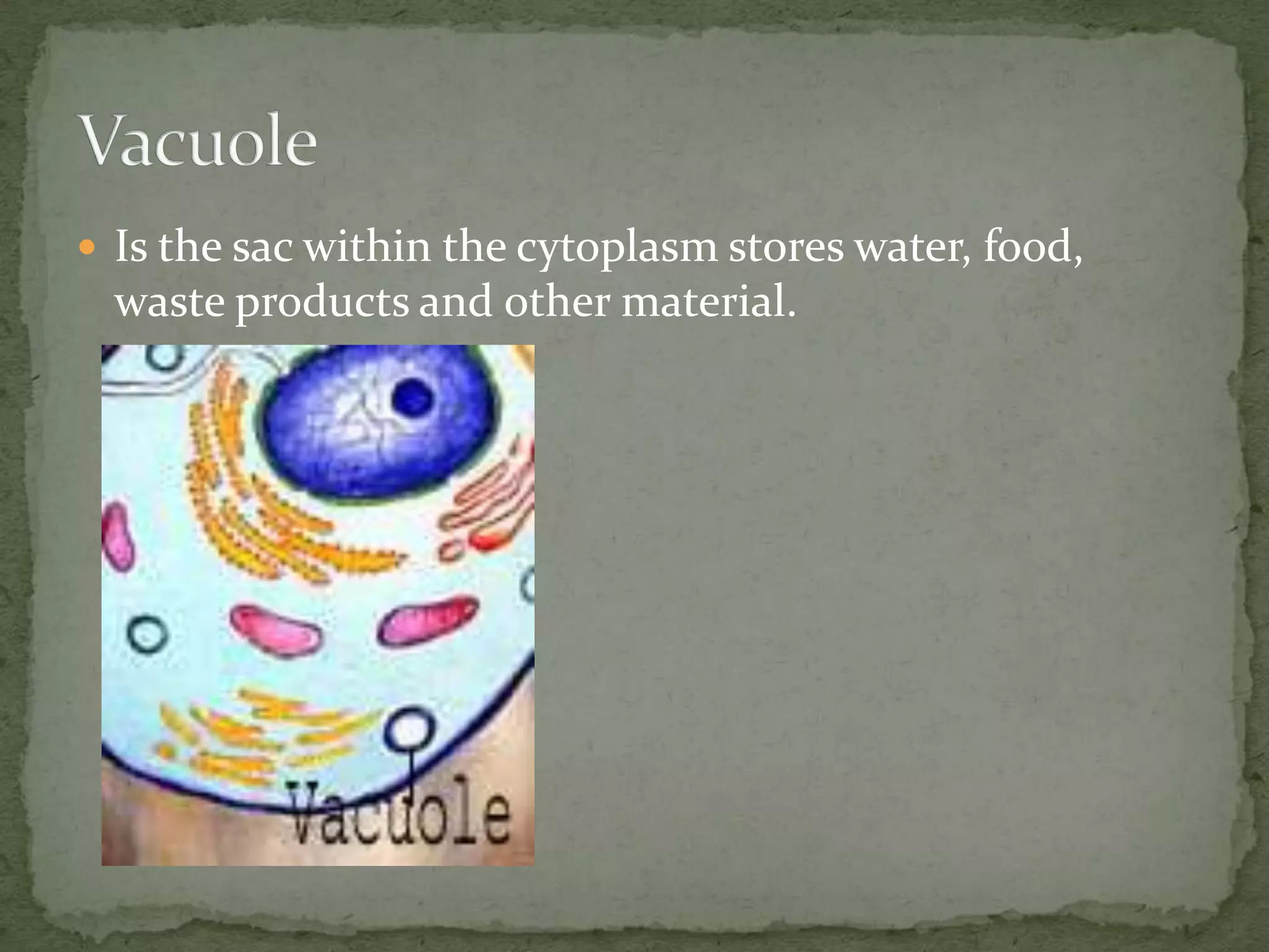  Is the sac within the cytoplasm stores water, food,

waste products and other material.

 