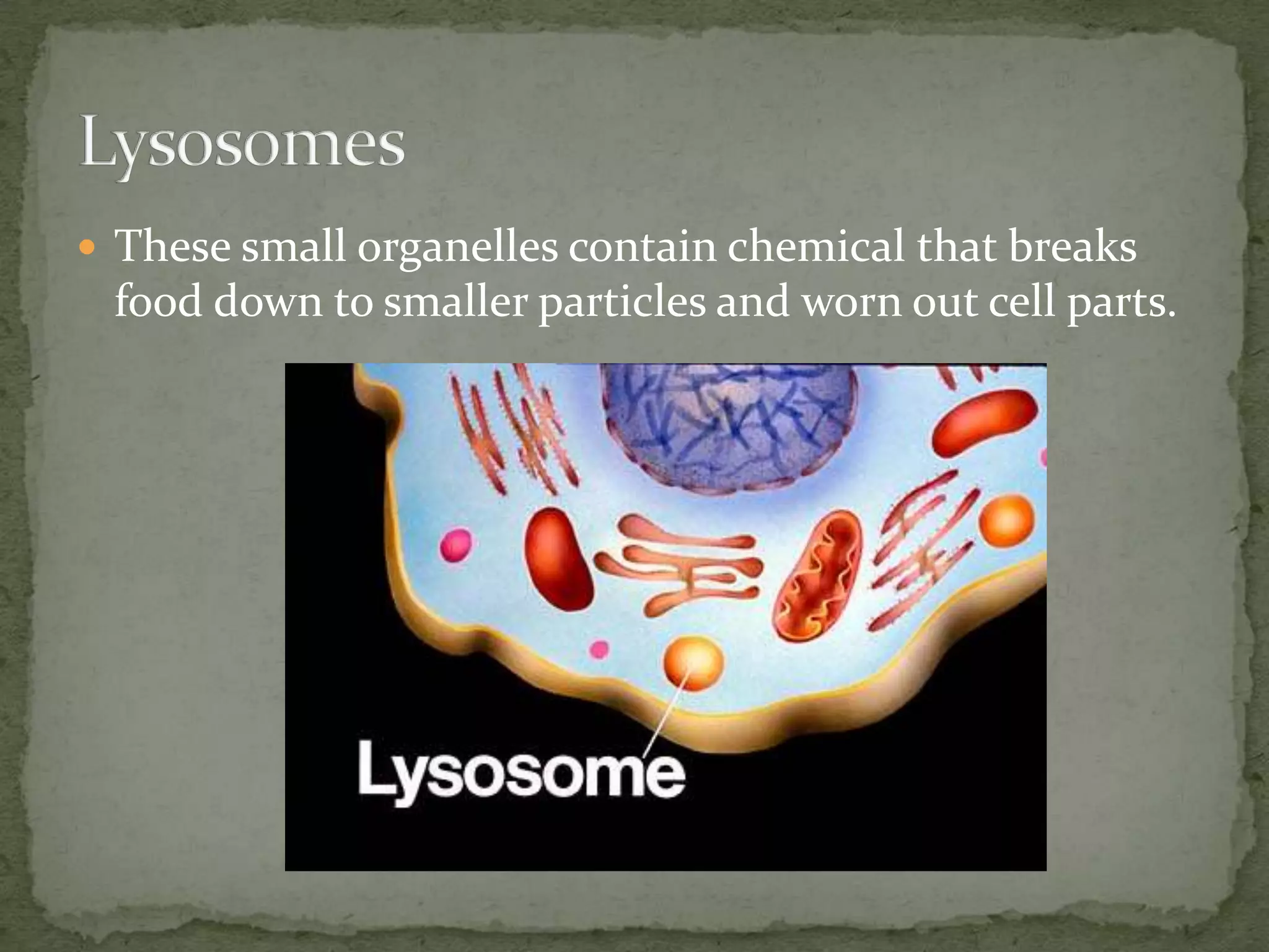  These small organelles contain chemical that breaks

food down to smaller particles and worn out cell parts.

 