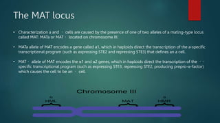PARTH SHARMA GENETIC PRESENTAION.pptx