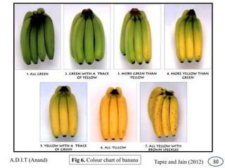 Physiological maturity indices in tropical fruit crops | PPTX