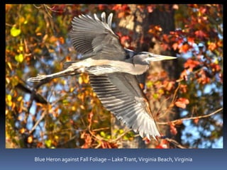 Blue Heron against Fall Foliage – Lake Trant, Virginia Beach, Virginia 
 