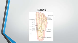 Bones
 