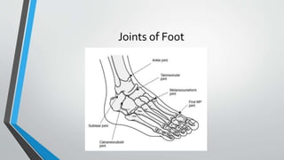 Joints of Foot
 