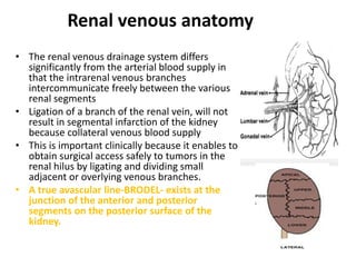 • The renal venous drainage system differs
significantly from the arterial blood supply in
that the intrarenal venous branches
intercommunicate freely between the various
renal segments
• Ligation of a branch of the renal vein, will not
result in segmental infarction of the kidney
because collateral venous blood supply
• This is important clinically because it enables to
obtain surgical access safely to tumors in the
renal hilus by ligating and dividing small
adjacent or overlying venous branches.
• A true avascular line-BRODEL- exists at the
junction of the anterior and posterior
segments on the posterior surface of the
kidney.
Renal venous anatomy
 