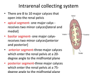 Intrarenal collecting system
• There are 8 to 10 major calyces that
open into the renal pelvis
• apical segment- one major calyx -
receives two minor calyces[lateral and
medial]
• basilar segment- one major calyx-
receives two minor calyces[anterior
and posterior]
• anterior segment-three major calyces
which enter the renal pelvis at a 20-
degree angle to the midfrontal plane
• posterior segment-three major calyces
which enter the renal pelvis at a 75-
degree angle to the midfrontal plane
 