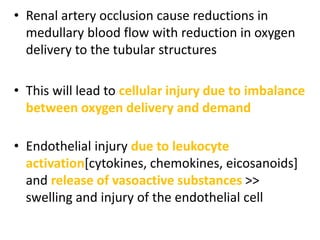 • Renal artery occlusion cause reductions in
medullary blood flow with reduction in oxygen
delivery to the tubular structures
• This will lead to cellular injury due to imbalance
between oxygen delivery and demand
• Endothelial injury due to leukocyte
activation[cytokines, chemokines, eicosanoids]
and release of vasoactive substances >>
swelling and injury of the endothelial cell
 