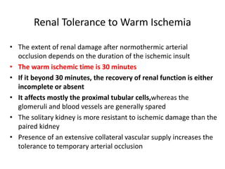 Renal Tolerance to Warm Ischemia
• The extent of renal damage after normothermic arterial
occlusion depends on the duration of the ischemic insult
• The warm ischemic time is 30 minutes
• If it beyond 30 minutes, the recovery of renal function is either
incomplete or absent
• It affects mostly the proximal tubular cells,whereas the
glomeruli and blood vessels are generally spared
• The solitary kidney is more resistant to ischemic damage than the
paired kidney
• Presence of an extensive collateral vascular supply increases the
tolerance to temporary arterial occlusion
 