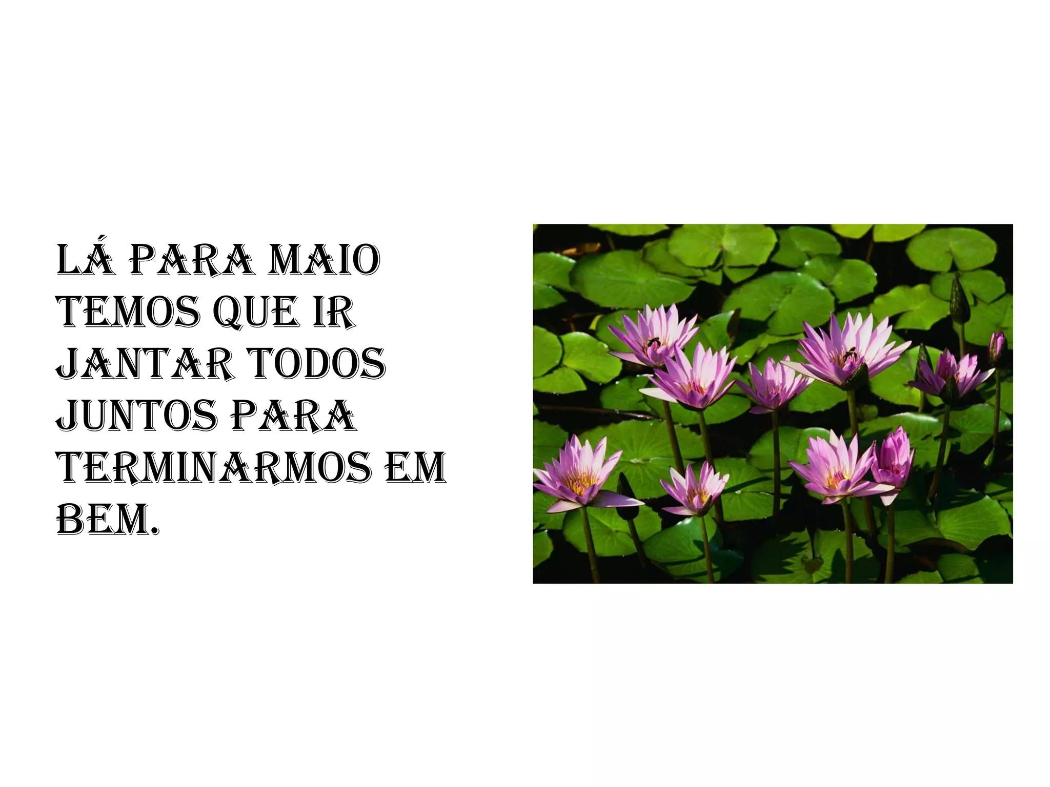 Lá para Maio temos que ir jantar todos juntos para terminarmos em bem.