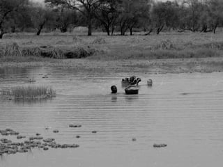 Participatory epidemiology and the use of models to design control strategies