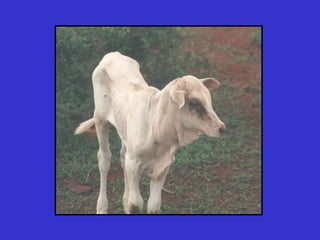 Participatory epidemiology and the use of models to design control strategies