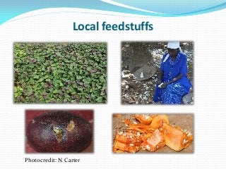 Development of balanced diets using local feeds for smallholder Kenyan pigs: Implications for livelihoods, human health and gender
