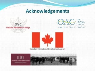 Development of balanced diets using local feeds for smallholder Kenyan pigs: Implications for livelihoods, human health and gender