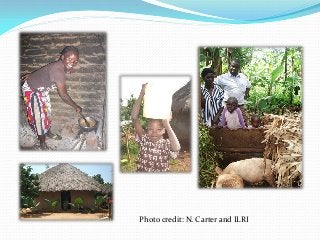 Development of balanced diets using local feeds for smallholder Kenyan pigs: Implications for livelihoods, human health and gender