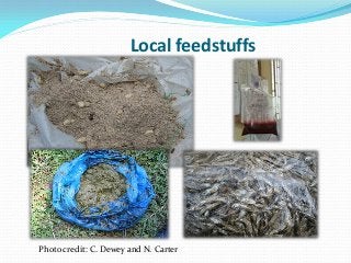 Development of balanced diets using local feeds for smallholder Kenyan pigs: Implications for livelihoods, human health and gender