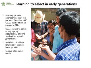 Participatory research and plant breeding in Honduras: improving livelihoods, transforming gender relations 