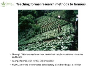 Participatory research and plant breeding in Honduras: improving livelihoods, transforming gender relations 