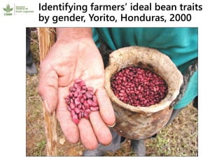 Participatory research and plant breeding in Honduras: improving livelihoods, transforming gender relations 