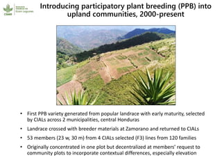 Participatory research and plant breeding in Honduras: improving livelihoods, transforming gender relations 