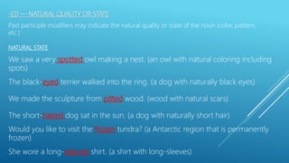 -ED — NATURAL QUALITY OR STATE
Past participle modifiers may indicate the natural quality or state of the noun (color, pattern,
etc.)
NATURAL STATE
We saw a very spotted owl making a nest. (an owl with natural coloring including
spots)
The black-eyed terrier walked into the ring. (a dog with naturally black eyes)
We made the sculpture from pitted wood. (wood with natural scars)
The short-haired dog sat in the sun. (a dog with naturally short hair)
Would you like to visit the frozen tundra? (a Antarctic region that is permanently
frozen)
She wore a long-sleeved shirt. (a shirt with long-sleeves)
 
