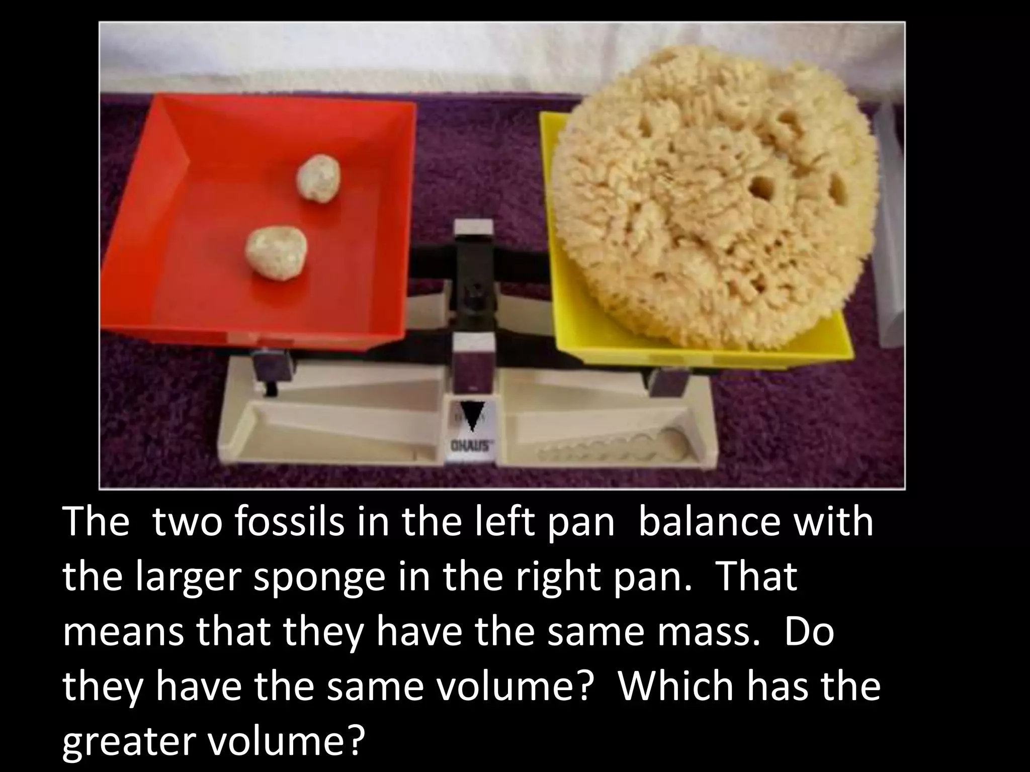 The two fossils in the left pan balance with
the larger sponge in the right pan. That
means that they have the same mass. Do
they have the same volume? Which has the
greater volume?
 
