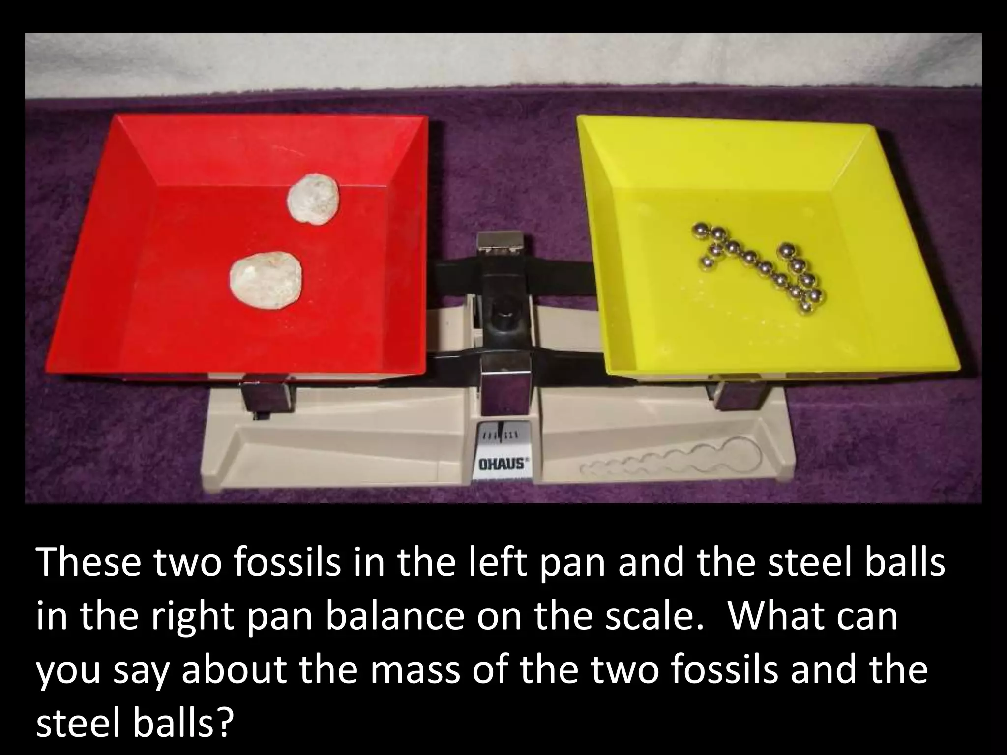 These two fossils in the left pan and the steel balls
in the right pan balance on the scale. What can
you say about the mass of the two fossils and the
steel balls?
 