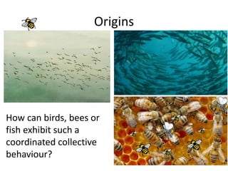 Origins
How can birds, bees or
fish exhibit such a
coordinated collective
behaviour?
 