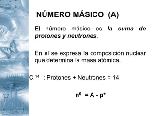 NÚMERO MÁSICO (A)
El número másico es la suma de
protones y neutrones.
En él se expresa la composición nuclear
que determina la masa atómica.
C 14 : Protones + Neutrones = 14
n0 = A - p+
 
