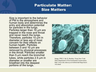Size is important to the behavior
of PM in the atmosphere and
human body and determines the
entry and absorption potential
for particles in the lungs.
Particles larger than 10 µm are
trapped in the nose and throat
and never reach the lungs.
Therefore, particles 10 µm in
diameter or less are of most
concern for their effects on
human health. Particles
between 5 and 10 µm are
removed by physical processes
in the throat. Particles smaller
than 5 µm reach the bronchial
tubes, while particles 2.5 µm in
diameter or smaller are
breathed into the deepest
portions of the lungs.
Image: PM2.5. By D. Hershey. From New York
State Department of Environmental Conservation.
http://www.dec.state.ny.us/website/dar/baqs/micro
/two.html
Particulate Matter:
Size Matters
 