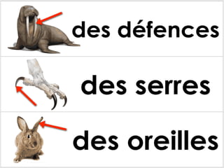 Les parties des animaux