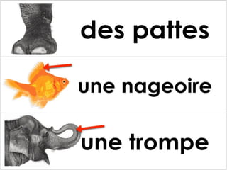 Les parties des animaux