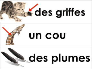 Les parties des animaux