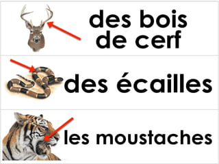Les parties des animaux