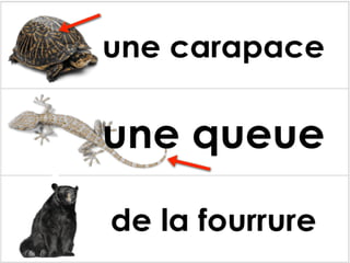 Les parties des animaux
