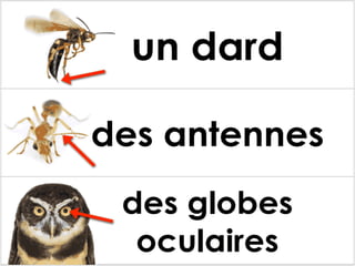 Les parties des animaux