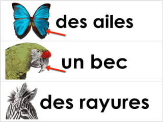 Les parties des animaux