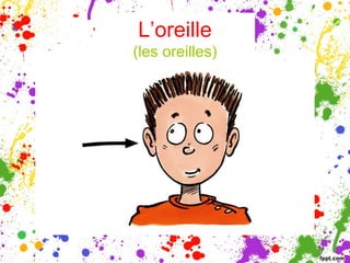 L’oreille
(les oreilles)