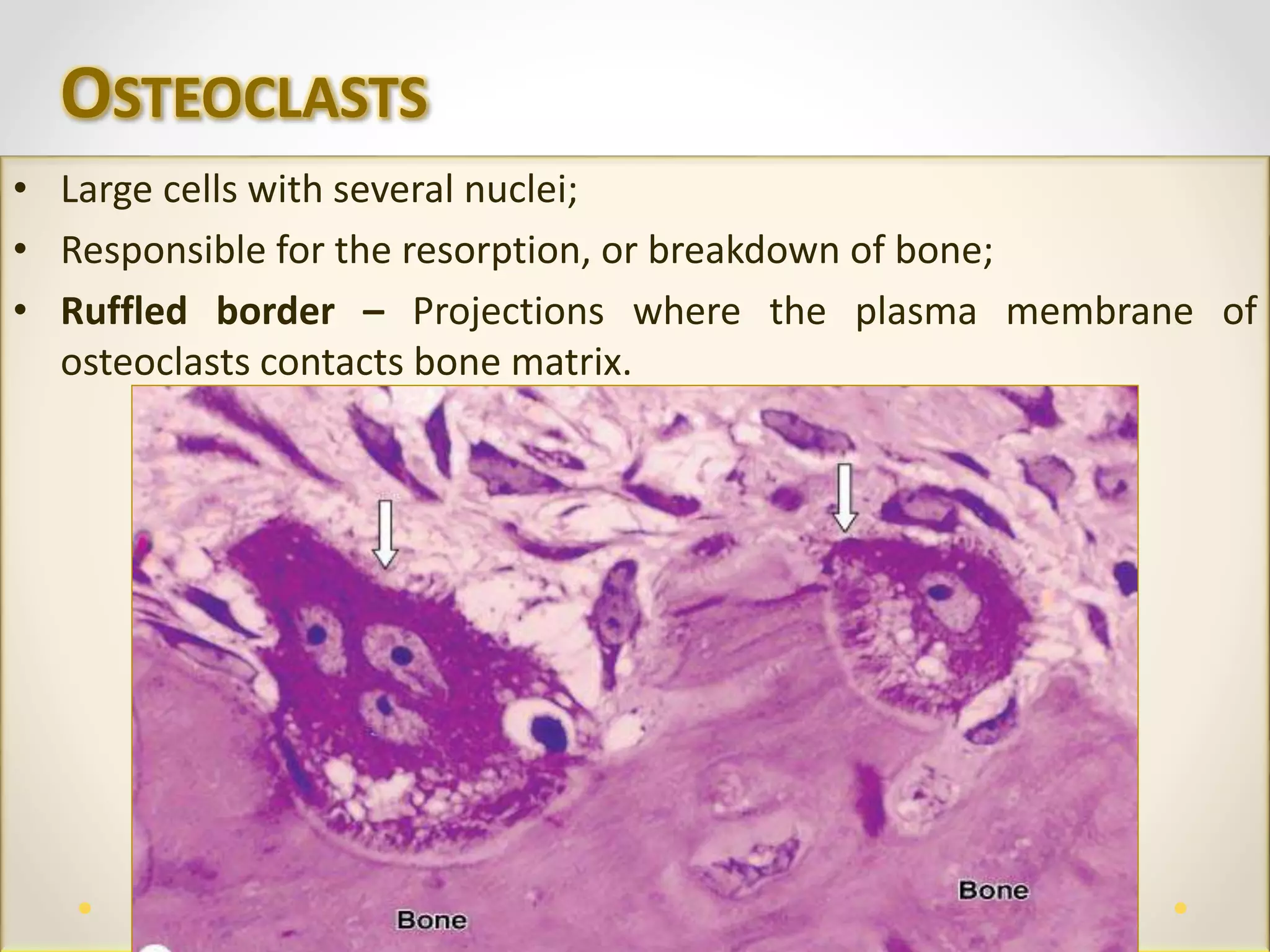 Human Bone Tissue | PPTX