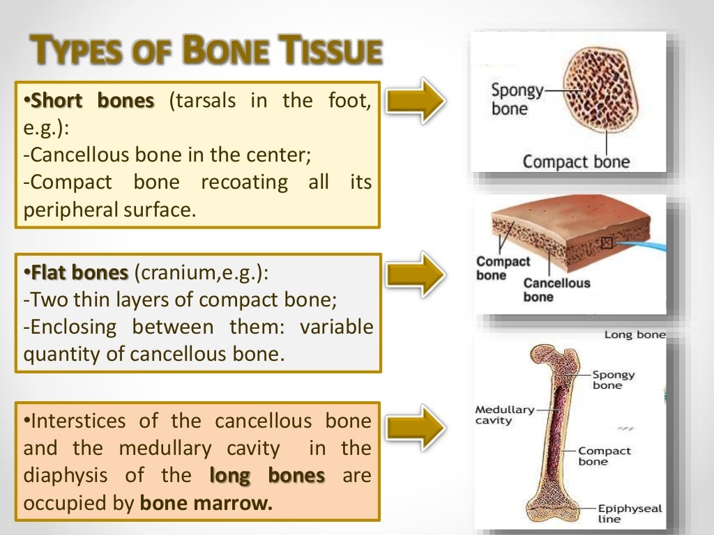 Human Bone Tissue