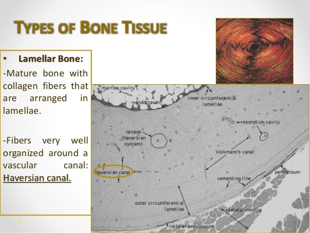human bone tissue bone tissue