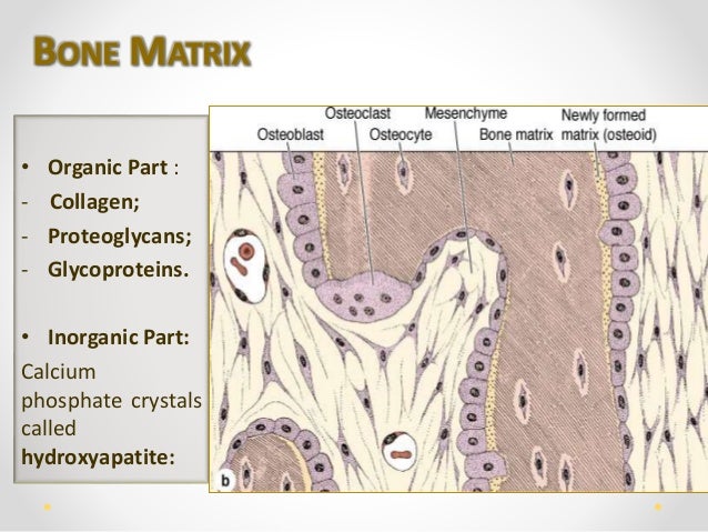 describe the cells and the key components of bones Structure and functions of blood, including red blood cells, white blood cells these components are then transported by the blood to the liver where the iron is re-cycled for the 'b' indicates 'bone marrow' cells both t-cells and b-cells: (1) destroy antigens, and (2) produce 'memory. describe the cells and the key components of bones Structure and functions of blood, including red blood cells, white blood cells these components are then transported by the blood to the liver where the iron is re-cycled for the 'b' indicates 'bone marrow' cells both t-cells and b-cells: (1) destroy antigens, and (2) produce 'memory.